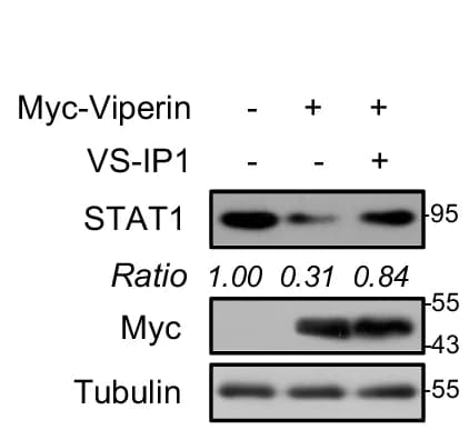 Open access visualization of Gel, Western Blot, STAT1, HL-1 Cells, Myc-Viperin