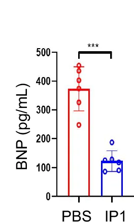 Open access visualization of Bar Plot, Error Bars, Scatter Plot, Serum BNP Concentrations, ELISA