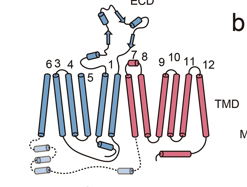 Open access visualization of Illustration, Chemical Structure, URAT1, TMD, ECD