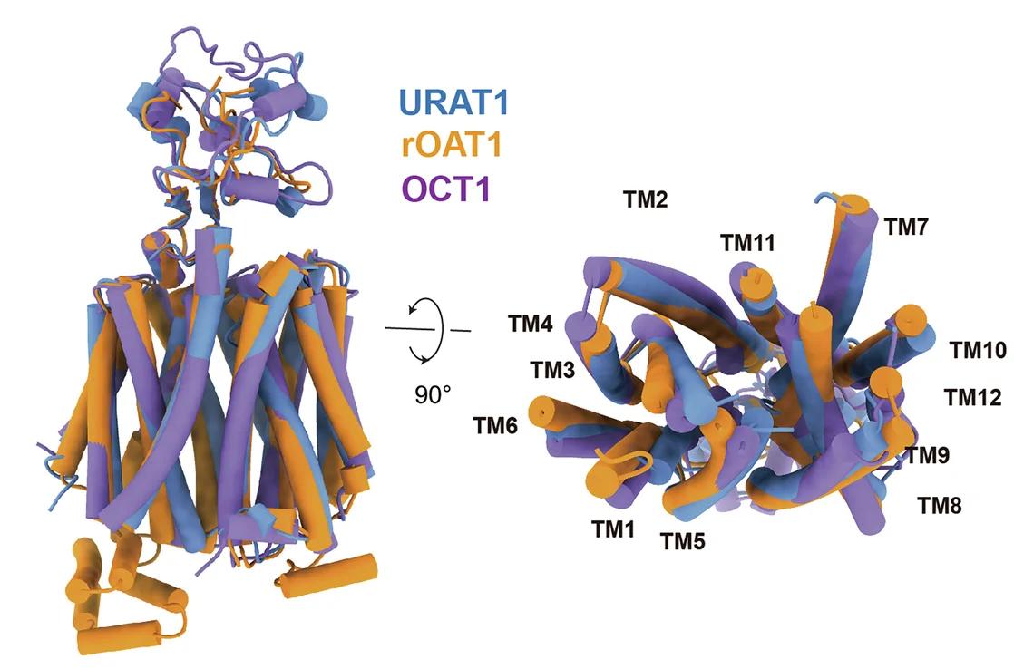 Open access visualization of Protein Structure, URAT1, rOAT1, OCT1, Inward-facing Conformation