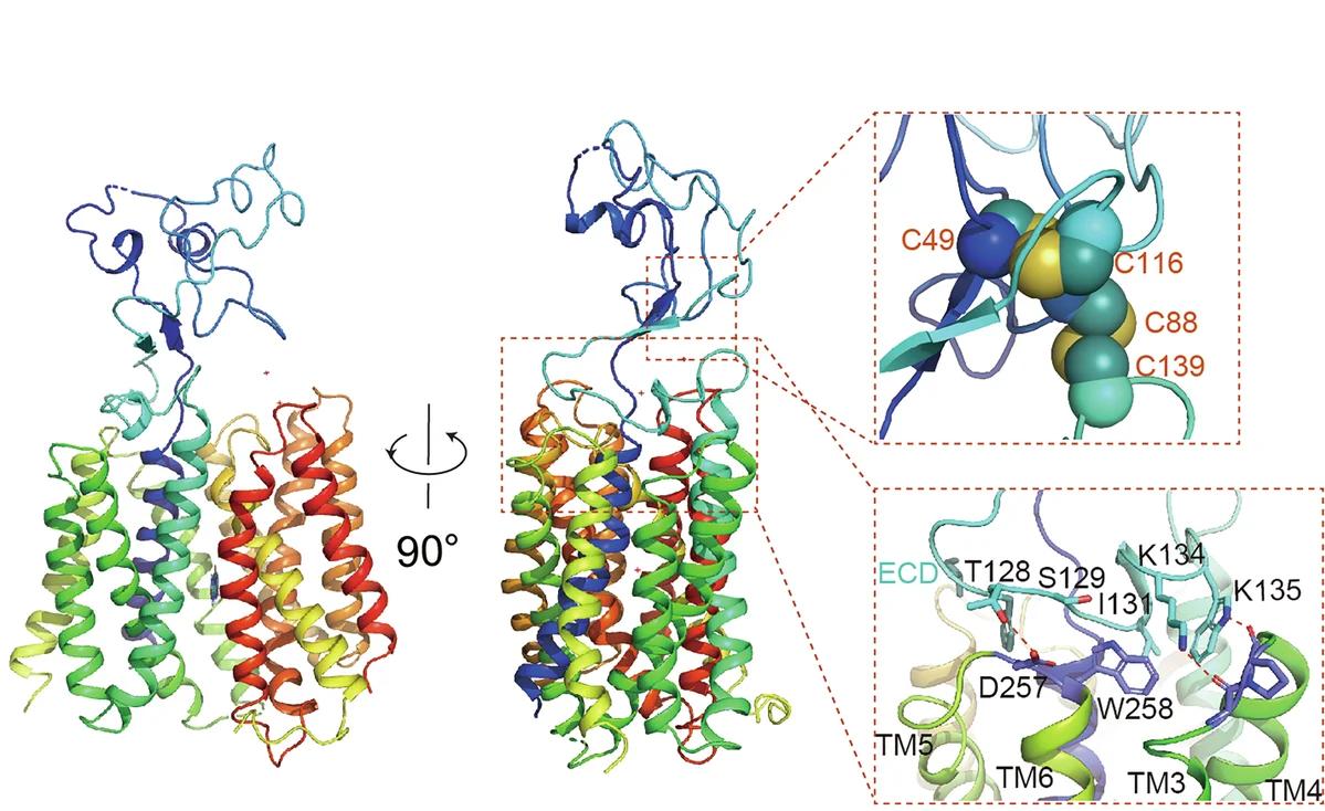 Open access visualization of Protein Structure, URAT1, Cartoon Representation, ECD, ECD-TMD Interface
