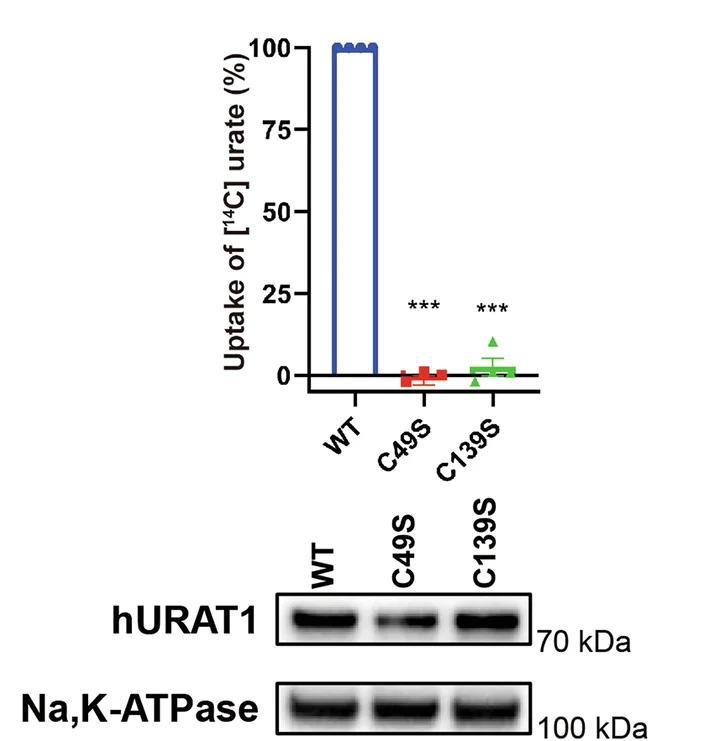 Open access visualization of Bar Plot, Photo, Gel, 14C-Urate Uptake, Mutants