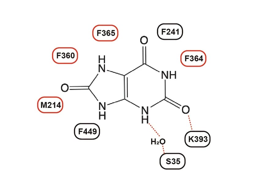 Open access visualization of Chemical Structure, URAT1, Urate, 2D Format, Interactions