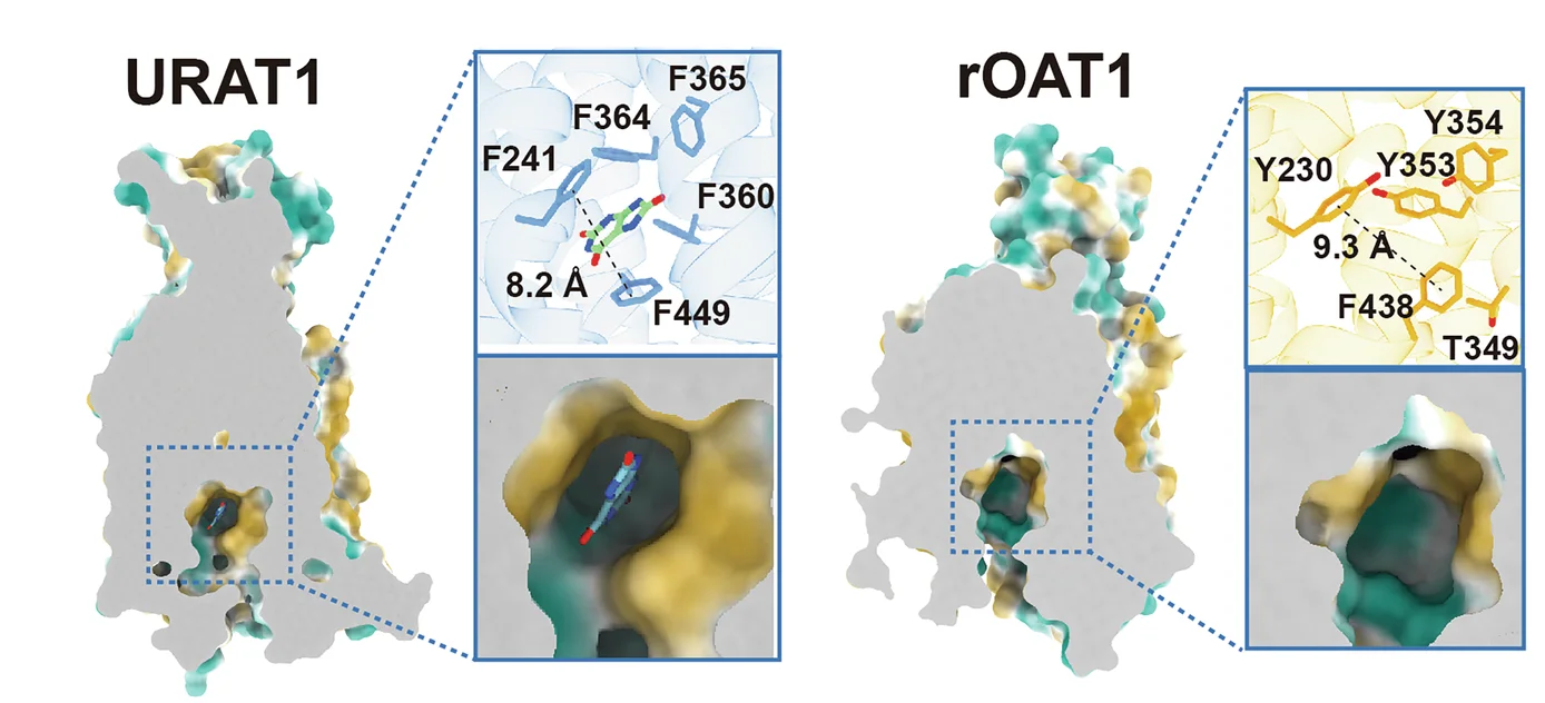 Open access visualization of Protein Structure, 3D Plot, Chemical Structure, Substrate Binding Pocket, URAT1