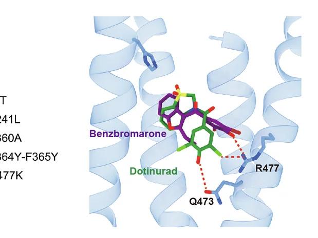 Open access visualization of Protein Structure, Chemical Structure, Structural Alignment, Benzbromarone, Dotinurad