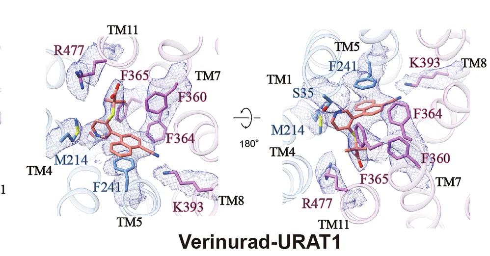 Open access visualization of Protein Structure, Chemical Structure, Verinurad, URAT1, Interaction Network