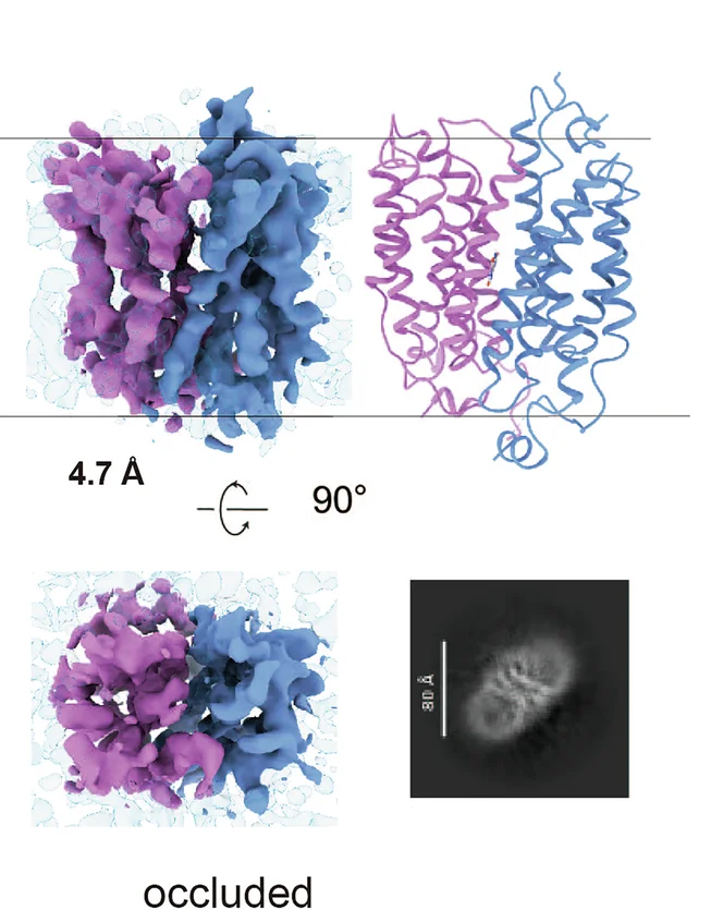 Open access visualization of Protein Structure, Microscopy, 3D Density Maps, 2D Density Maps, URAT1