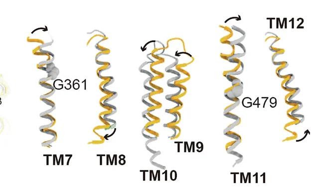 Open access visualization of Protein Structure, Structure Alignment, Outward Open State, Occluded State, URAT1