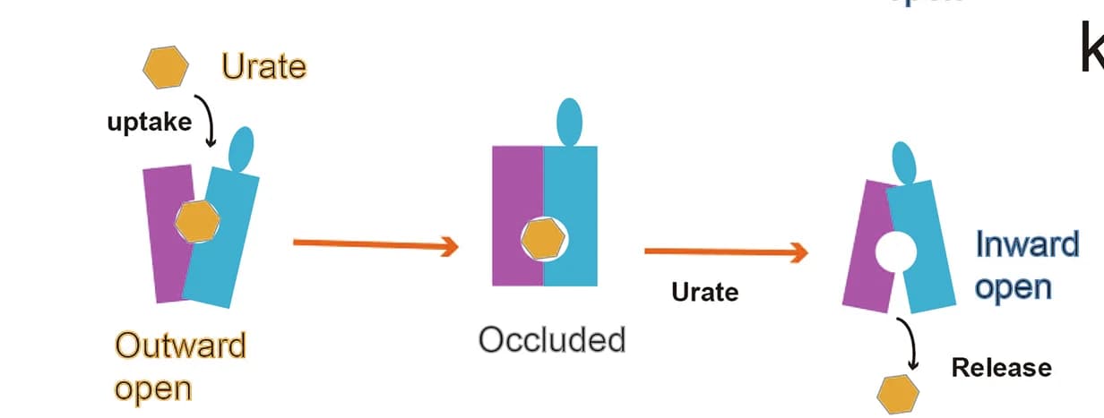 Open access visualization of Workflow, Illustration, Schematic Diagram, Urate Transport, URAT1