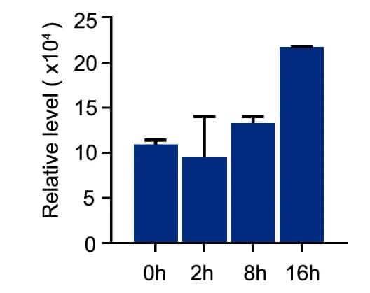 Open access visualization of Bar Plot, Error Bars, NAT10 Protein, Protein Expression, Proteomics