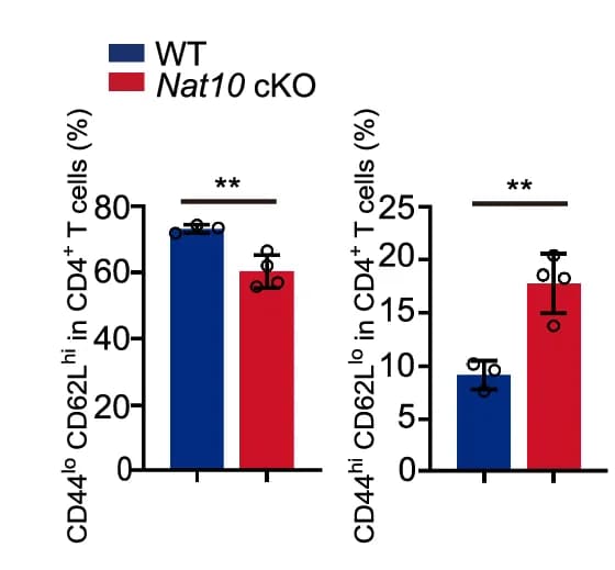 Open access visualization of Bar Plot, Clustered, Error Bars, CD44lo CD62Lhi CD4+ T Cells, CD44hi CD62Llo CD4+ T Cells