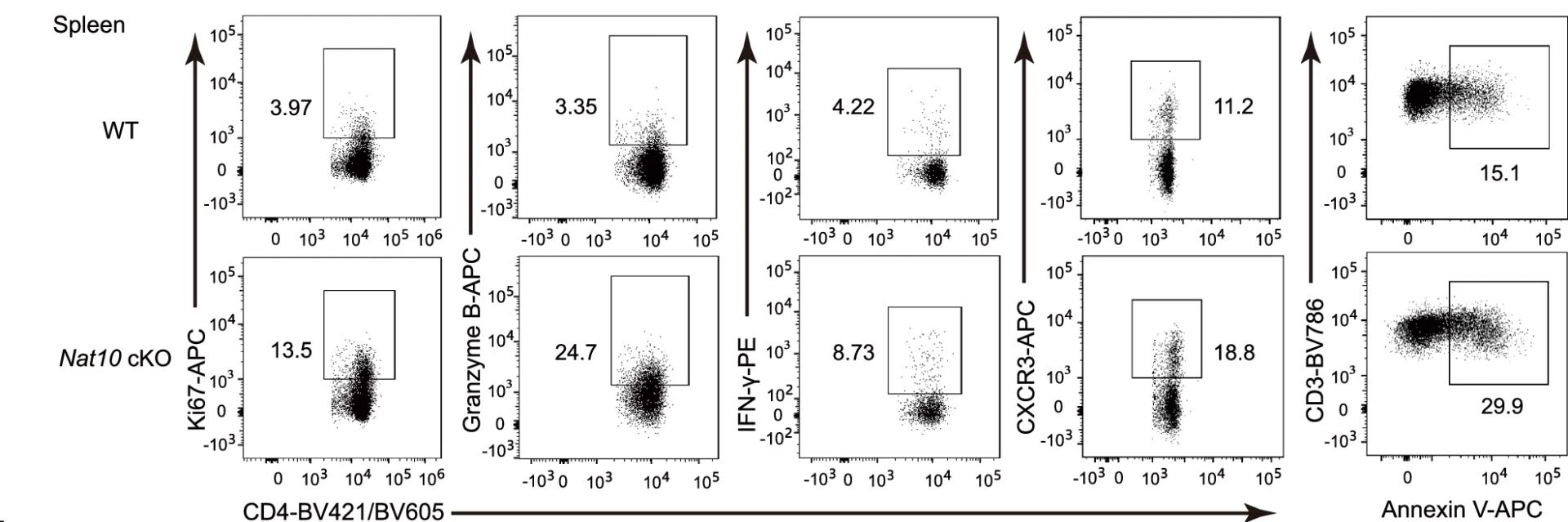 Open access visualization of Scatter Plot, Ki67, Granzyme B, IFN-gamma, CXCR3