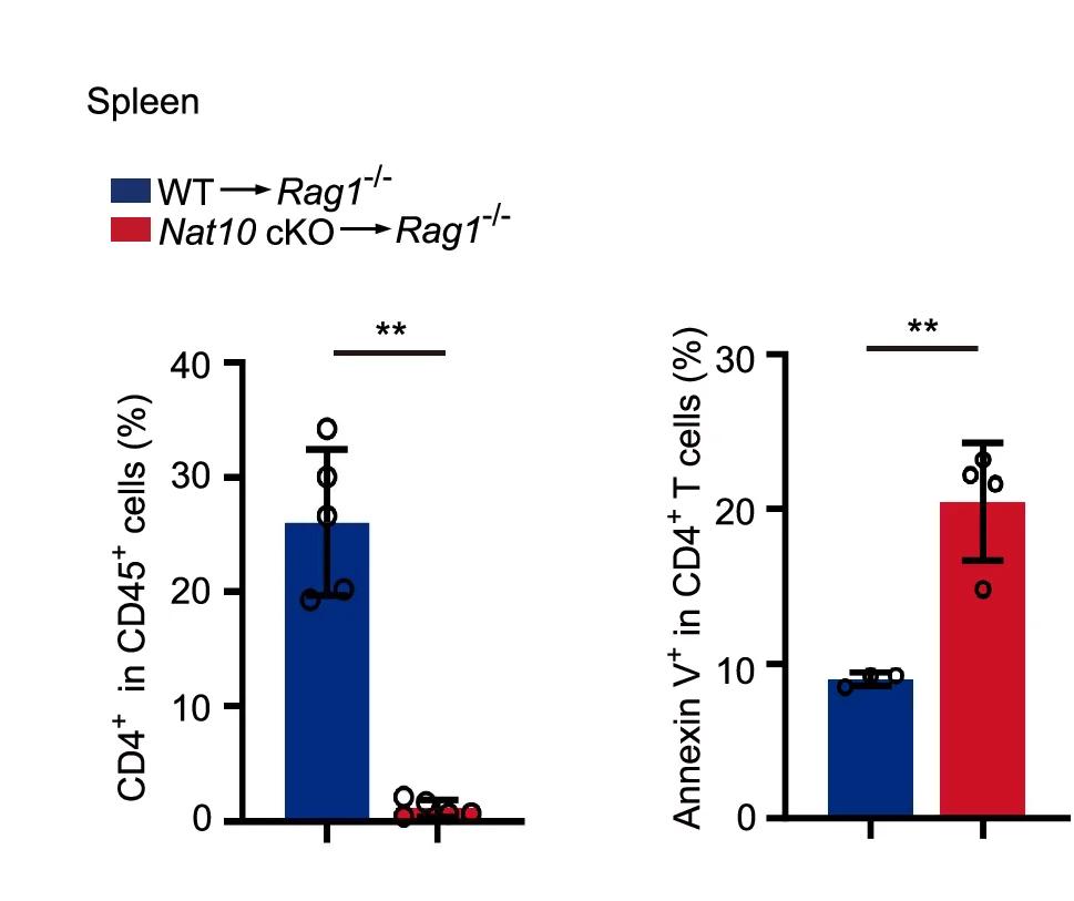 Open access visualization of Bar Plot, Error Bars, Clustered, CD4+ T Cells, Annexin V