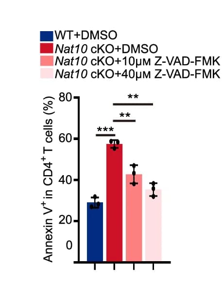 Open access visualization of Bar Plot, Error Bars, Graph, Apoptotic Rates, Student's t-test