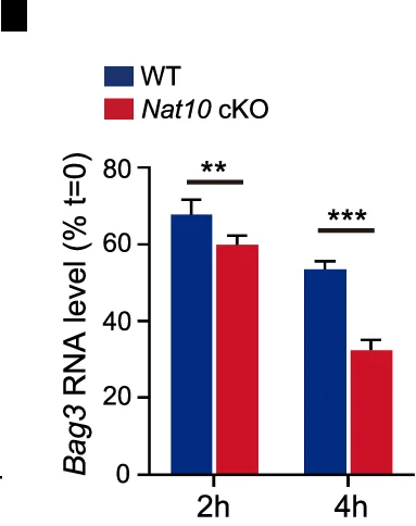 Open access visualization of Bar Plot, Clustered, Error Bars, Kinetic Analysis, Bag3 mRNA