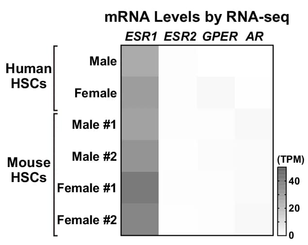 Open access visualization of Heatmap, mRNA Levels, Sex Hormones, Human HSCs, Mouse HSCs