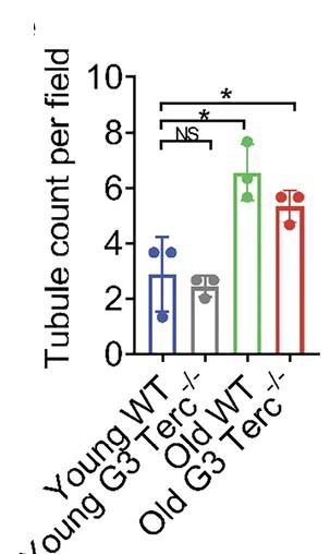 Open access visualization of Bar Plot, Error Bars, Quantitative Analysis, Healthy Tubule Count, WT Mice