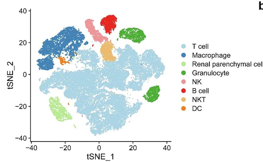 Open access visualization of Scatter Plot, UMAP, PCA, t-SNE Plot, Cell Clusters