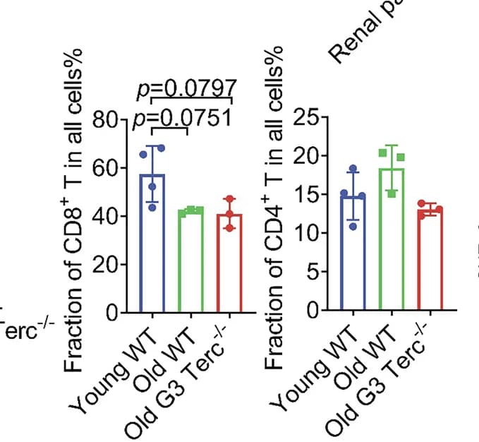 Open access visualization of Bar Plot, Error Bars, CD4+ T Cells, CD8+ T Cells, Young WT