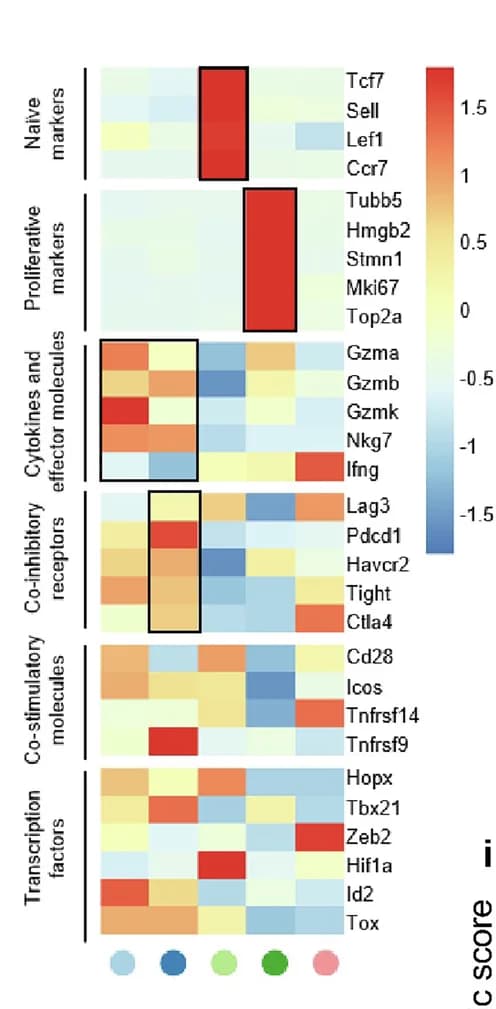 Open access visualization of Heatmap, Gene Expression, CD8+ T Cells, Cell Function, Cell Subtypes