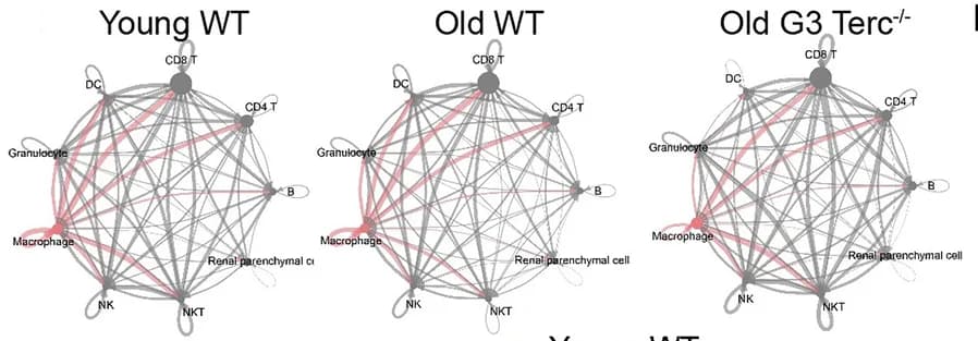 Open access visualization of Network, Pathway, Allograft Cells, CellChat, Cell Interactions