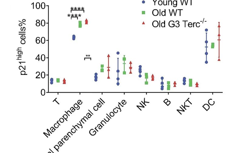 Open access visualization of Scatter Plot, Error Bars, p21 High Cells, Cell Types, Proportion