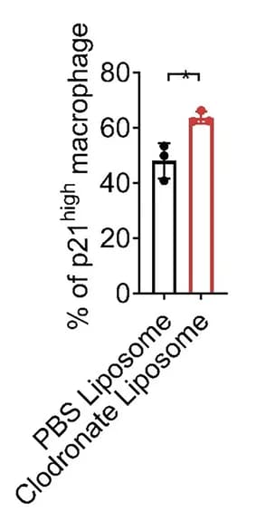 Open access visualization of Bar Plot, Error Bars, p21 High Macrophage, Macrophage, Young WT