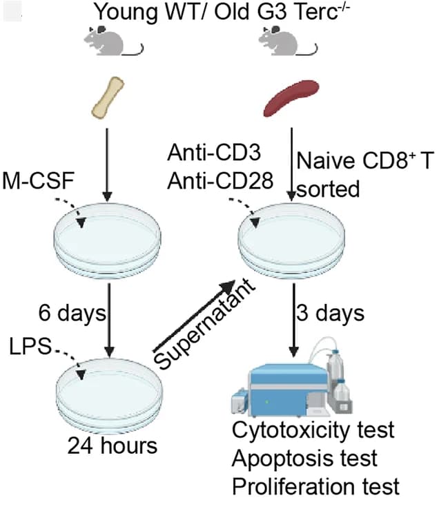 Open access visualization of Workflow, Flowchart, Illustration, Naive CD8+ T Cells, BMDM Supernatant