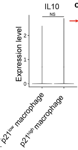 Open access visualization of Bar Plot, Error Bars, IL-10, Macrophages, scRNA Sequencing