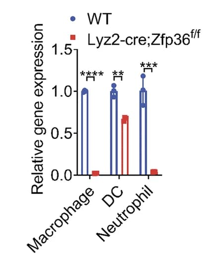 Open access visualization of Bar Plot, Scatter Plot, Error Bars, Zfp36, Macrophages