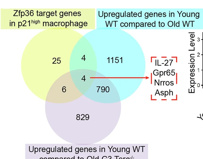 Open access visualization of Venn Diagram, Zfp36, Target Genes, p21 High Macrophages, Upregulated Genes