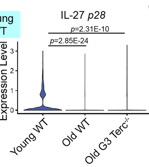 Open access visualization of Violin Plot, Expression Level, IL-27 p28, Macrophages, Young WT