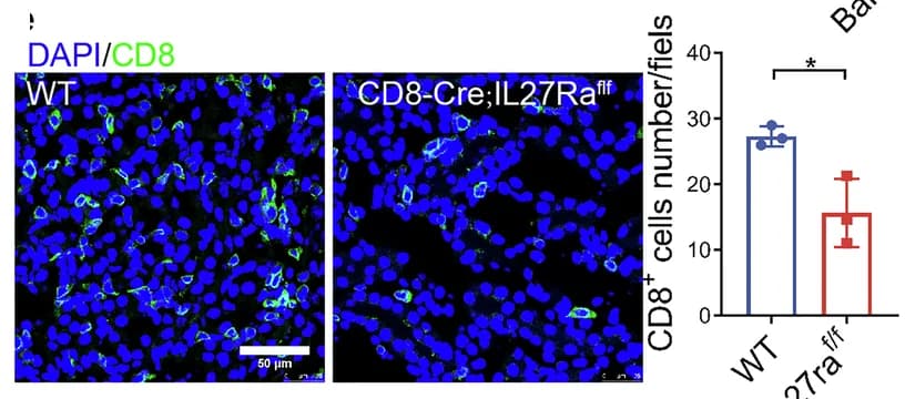 Open access visualization of Bar Plot, Error Bars, Microscopy, CD8+ T Cells, Immunofluorescence