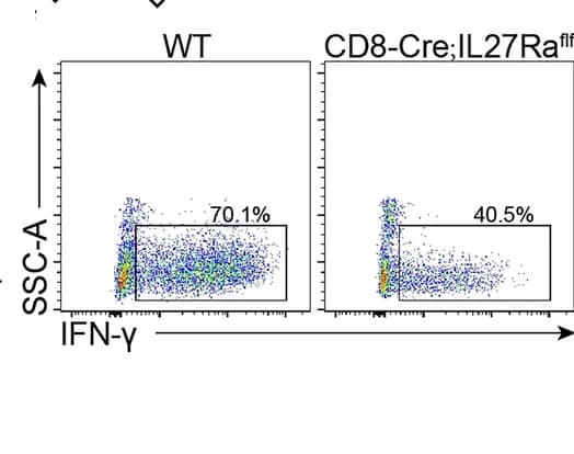 Open access visualization of Scatter Plot, IFN-γ+ CD8+ T Cells, Flow Cytometry, Allografts