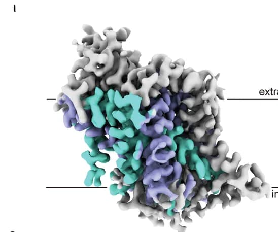 Open access visualization of Protein Structure, Cryo-EM, Density Map, Atomic Model, TM1-TM5
