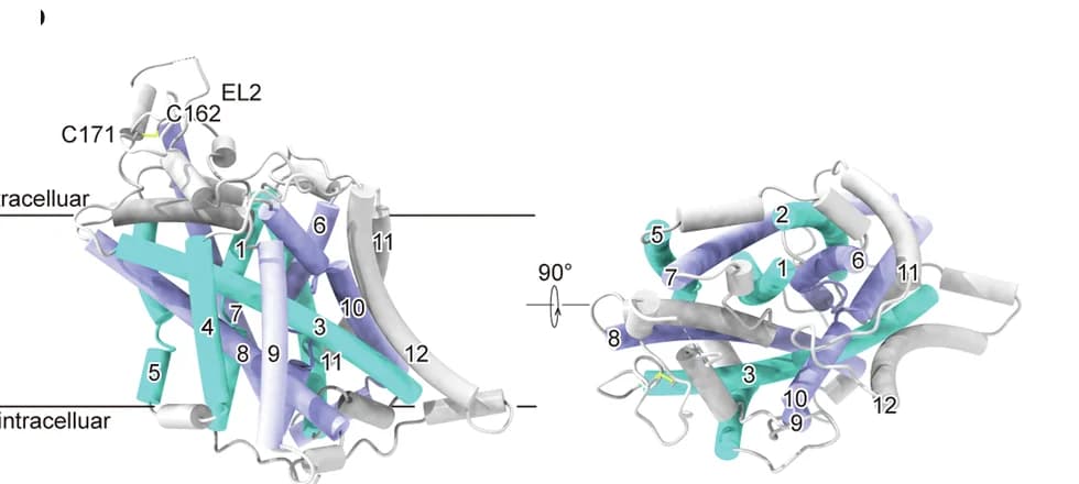 Open access visualization of Protein Structure, Cryo-EM, Density Map, Atomic Model, TM1-TM5