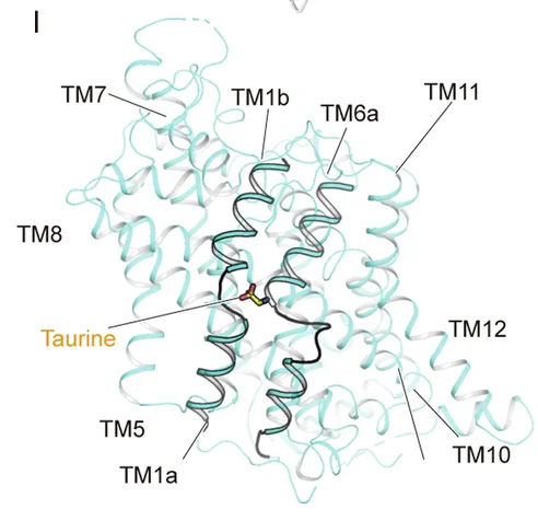 Open access visualization of Protein Structure, TauT TAU, Structure, TM1, TM6