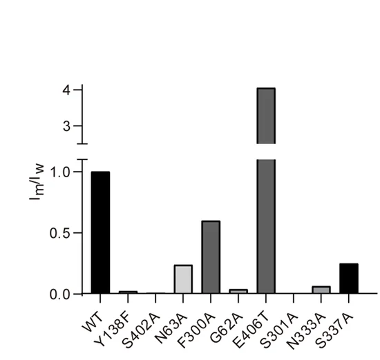 Open access visualization of Bar Plot, Functional Activity, TauT WT, Mutations, X. laevis Oocytes