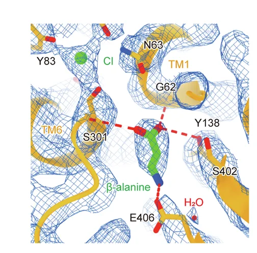 Open access visualization of Protein Structure, Chemical Structure, Beta-alanine, Binding Pose, TauT