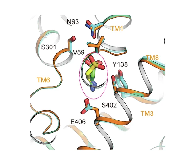 Open access visualization of Protein Structure, Chemical Structure, Substrate-Binding Pockets, TauT TAU, TauT BAL