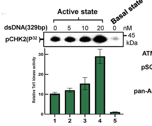 Open access visualization of Bar Plot, Error Bars, Photo, Gel, ATP-based Kinase Assay
