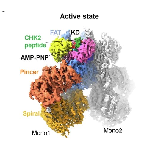 Open access visualization of Protein Structure, Cryo-EM Structure, ATM/Tel1 Dimer, Domain Assignment, CHK2 Peptide