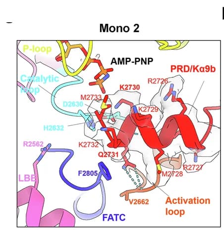 Open access visualization of Protein Structure, Active Sites, Monomers, Substrate Peptide, PRD k9b