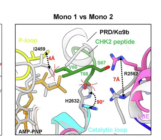 Open access visualization of Protein Structure, Conformational Differences, Monomers Active Sites, ATM/Tel1, Steric Hindrances