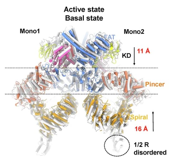 Open access visualization of Protein Structure, Structural Comparison, Active State, Basal State, Pincer