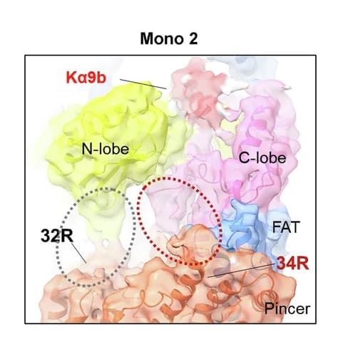 Open access visualization of Protein Structure, Structural Comparison, Active Monomers, N-Lobe, Pincer