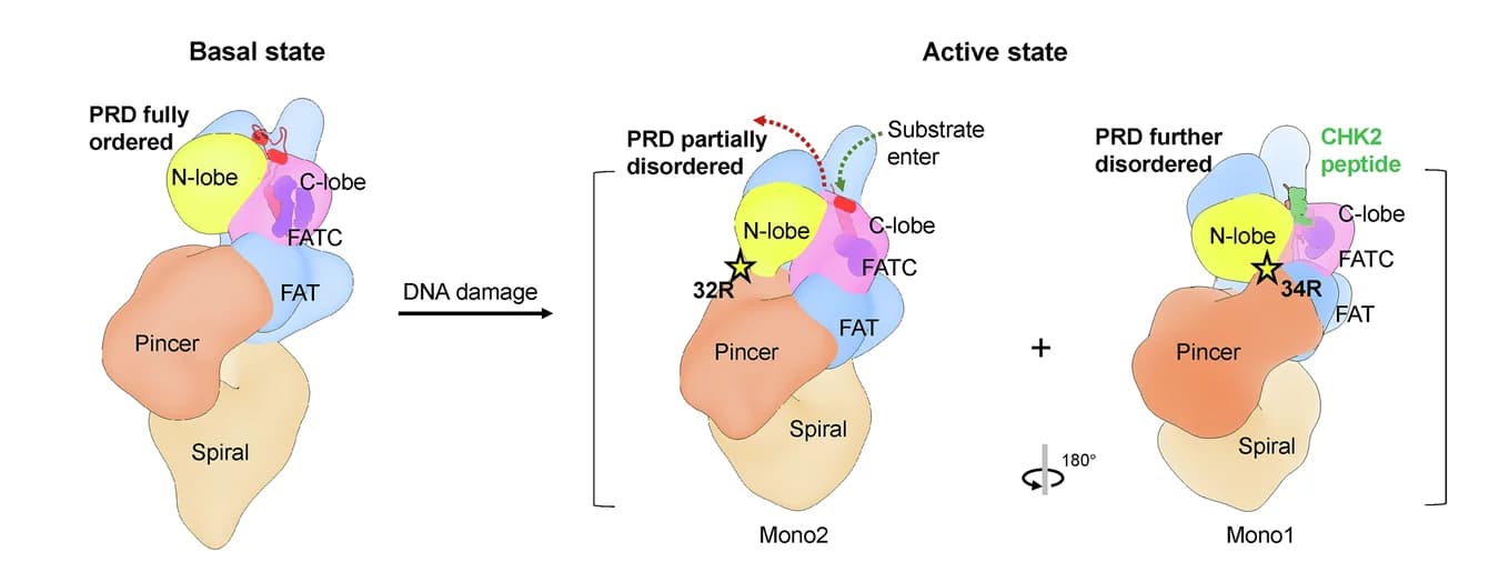 Open access visualization of Workflow, Illustration, Activation Model, ATM/Tel1, DNA Damage