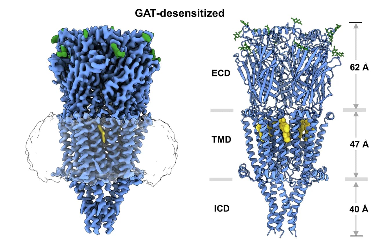 Open access visualization of Protein Structure, Cryo-EM, Ribbon Representation, Complex, Desensitized State
