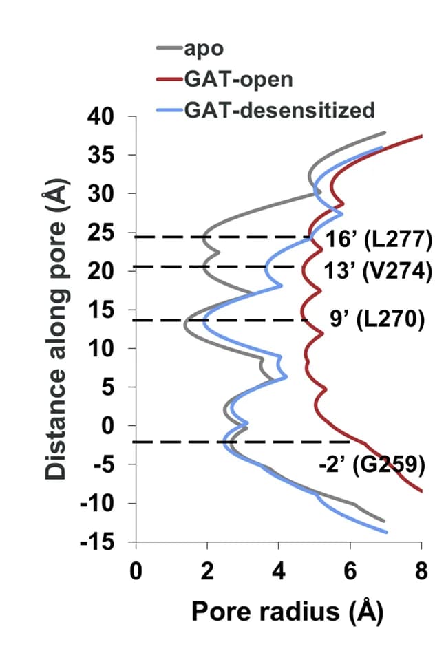 Open access visualization of Line Plot, Pore Radius, Receptors, Pore Axis, HOLE Program