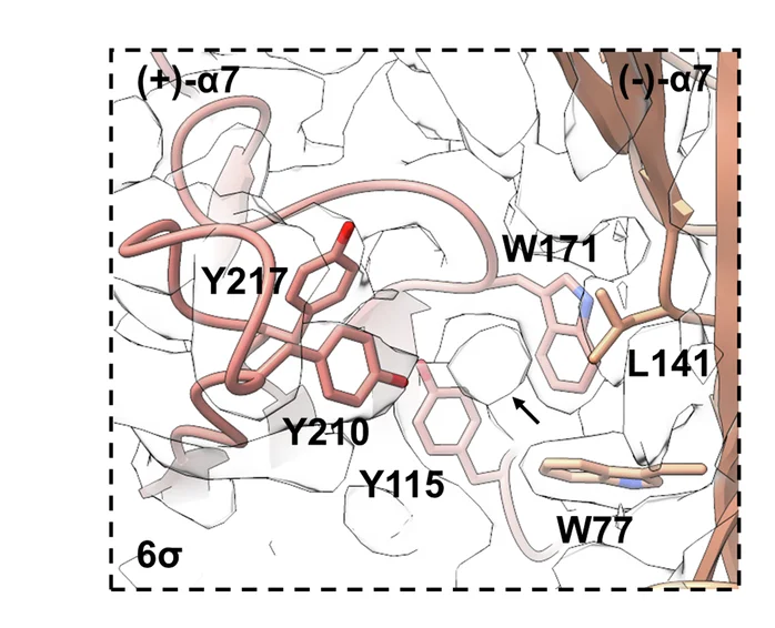 Open access visualization of Protein Structure, Chemical Structure, ECDs, Extracellular Side, Neurotransmitter Binding